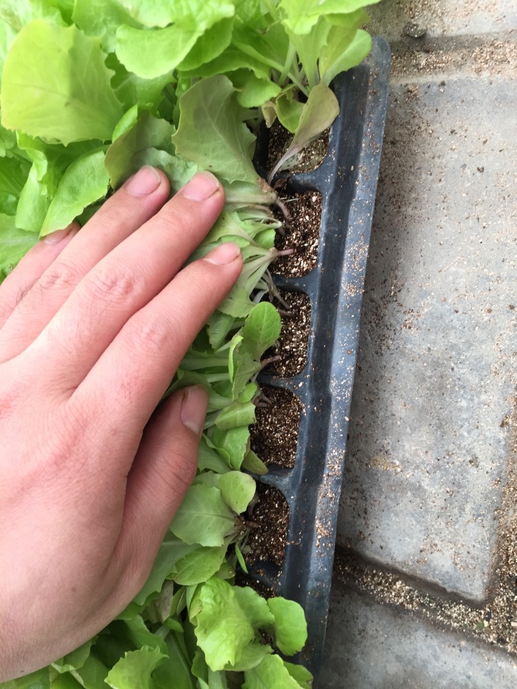 無(wú)土栽培穴盤(pán)育苗--生菜.jpg 無(wú)土栽培穴盤(pán)育苗--生菜.jpg