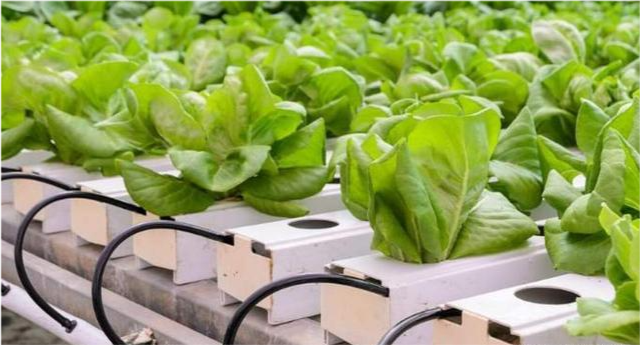 無(wú)土栽培--平式管道栽培生菜.png 無(wú)土栽培--平式管道栽培生菜.png