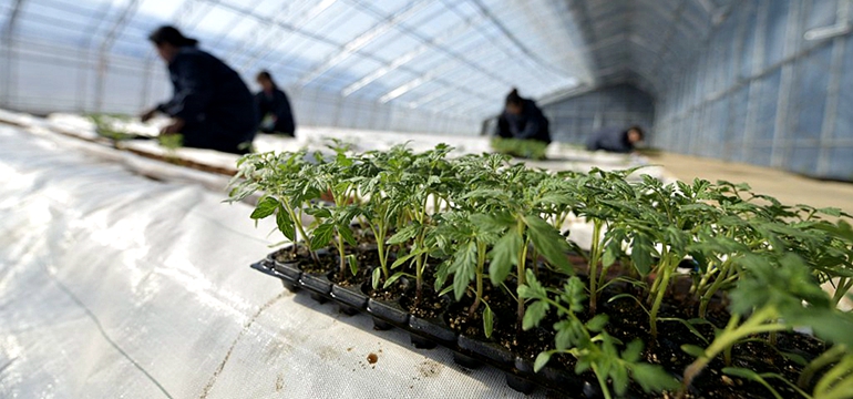 無土栽培西紅柿定植.jpg 無土栽培西紅柿定植.jpg