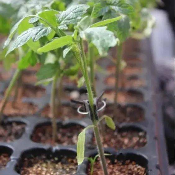 無土栽培西紅柿苗.jpg 無土栽培西紅柿苗.jpg