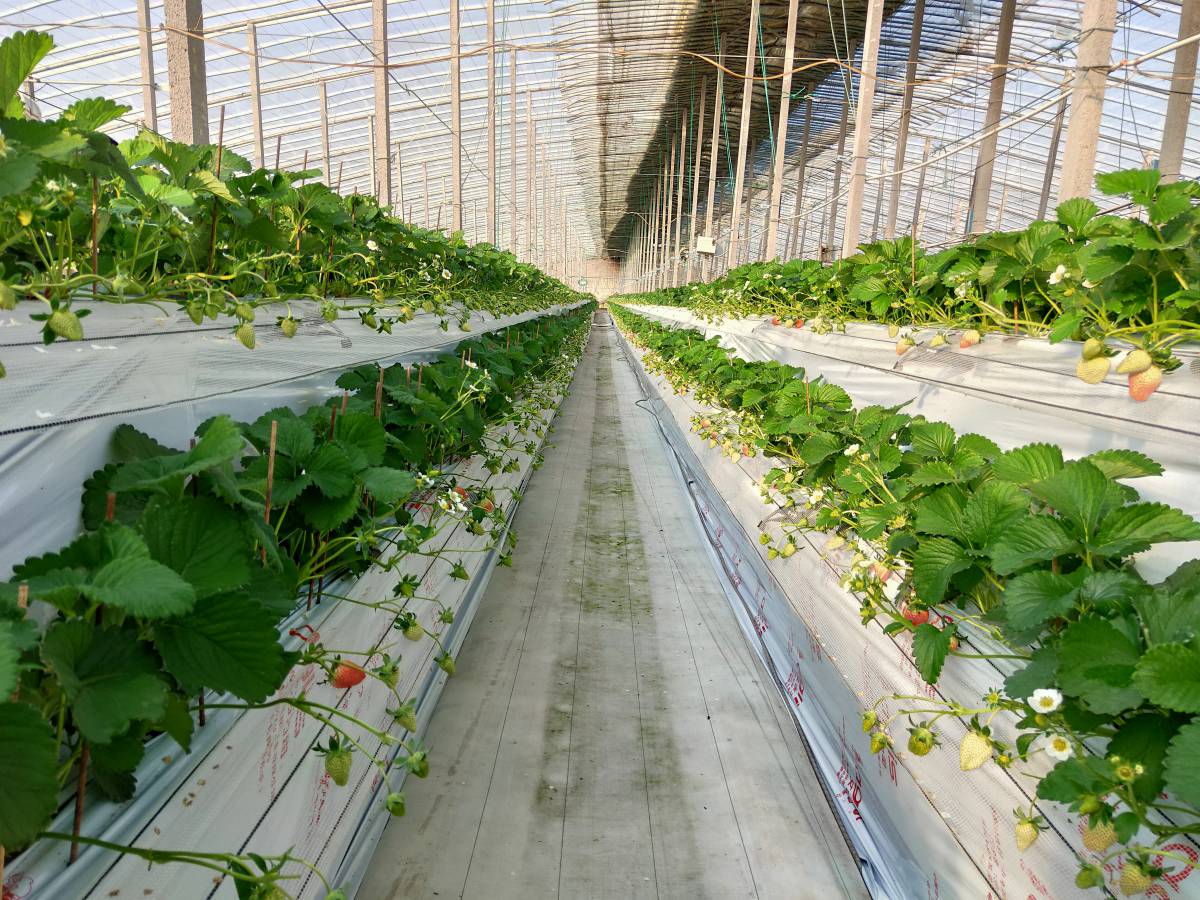 高架草莓.jpg 高架草莓.jpg