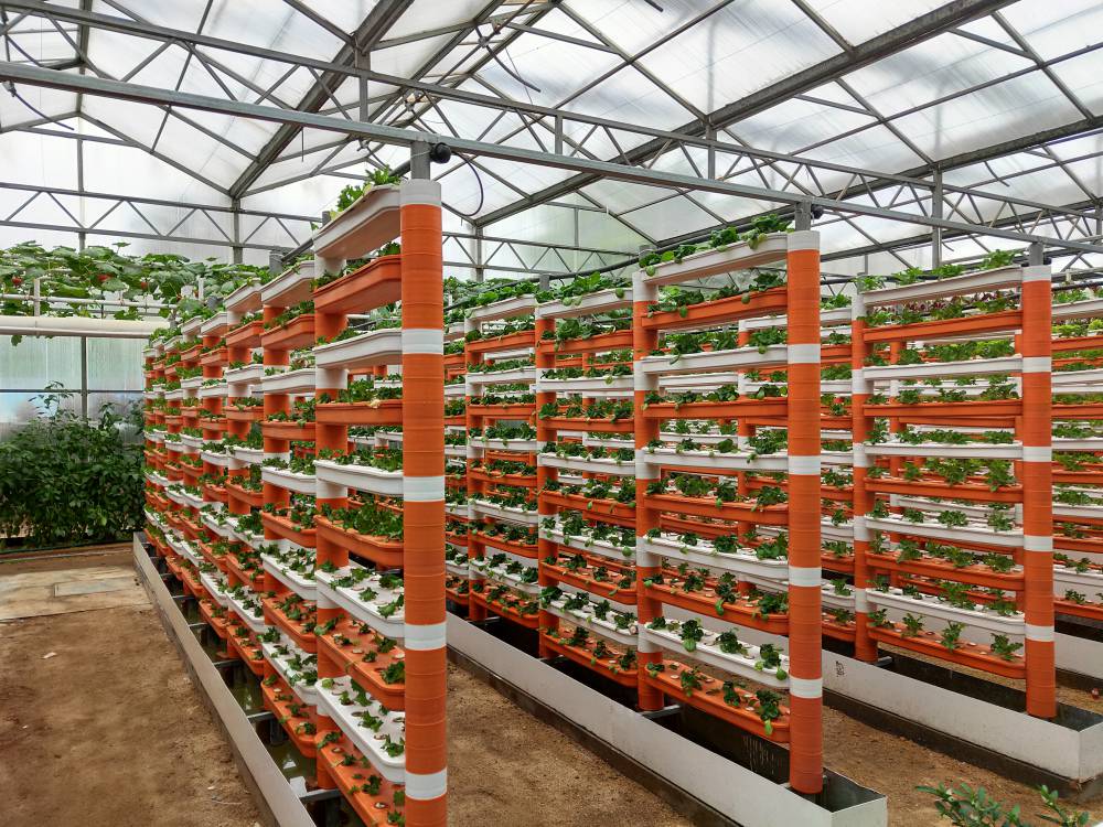 漏窗式無土栽培.jpg 漏窗式無土栽培.jpg