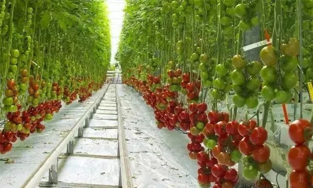 無(wú)土栽培基質(zhì)栽培.jpg 無(wú)土栽培基質(zhì)栽培.jpg