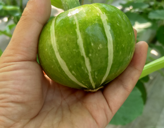 貝貝南瓜 貝貝南瓜