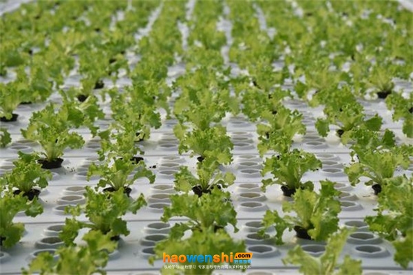水培葉菜.jpg 水培葉菜.jpg