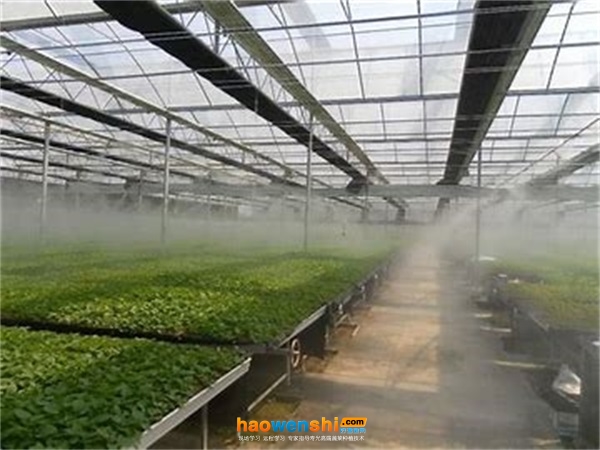溫室霧噴.jpg 溫室霧噴.jpg