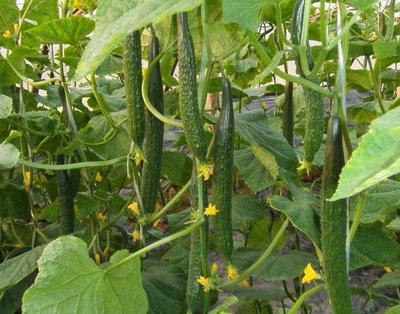 t048f06bf9a86bce676.jpg t048f06bf9a86bce676.jpg