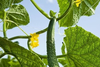 t017aae39a523c8f807.jpg t017aae39a523c8f807.jpg