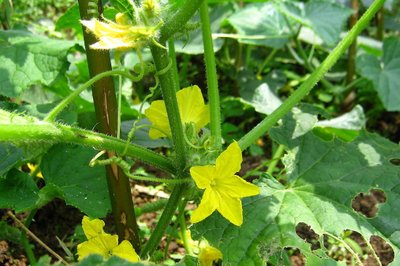 t0194644791f6cced37.jpg t0194644791f6cced37.jpg