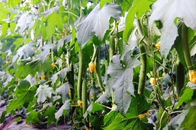 t03c46e19821c5c29c7.jpg t03c46e19821c5c29c7.jpg