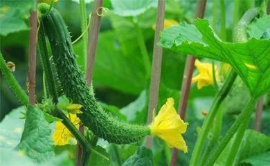 t01b6149a31f796f951.jpg t01b6149a31f796f951.jpg