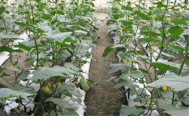 t01e87c7d99df2480aa.jpg t01e87c7d99df2480aa.jpg