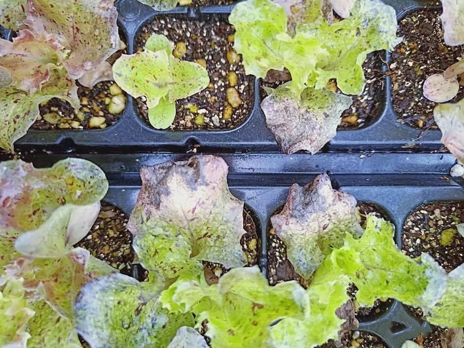 11cfbad715244a73947e3aebcaafdf6f.png 11cfbad715244a73947e3aebcaafdf6f.png