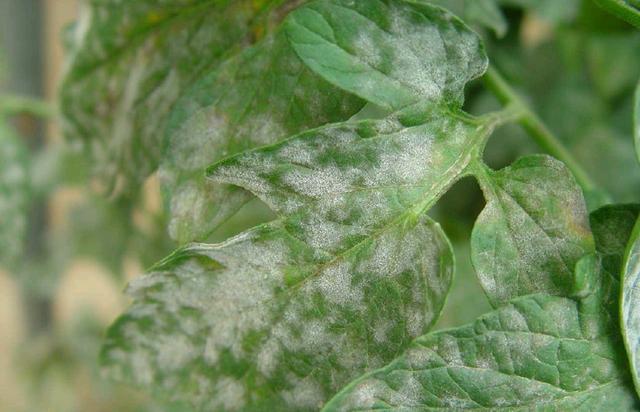 u=1763828062,3039862764&fm=173&app=25&f=JPEG.jpg u=1763828062,3039862764&fm=173&app=25&f=JPEG.jpg