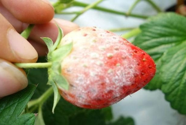 0Kxr73fkqM.png 0Kxr73fkqM.png