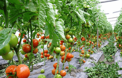 下載0 (98).png 下載0 (98).png