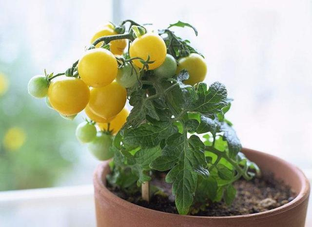 u=1251854990,3190361617&fm=173&s=219056960A71128C4790836703004067&w=640&h=465&img.JPG u=1251854990,3190361617&fm=173&s=219056960A71128C4790836703004067&w=640&h=465&img.JPG