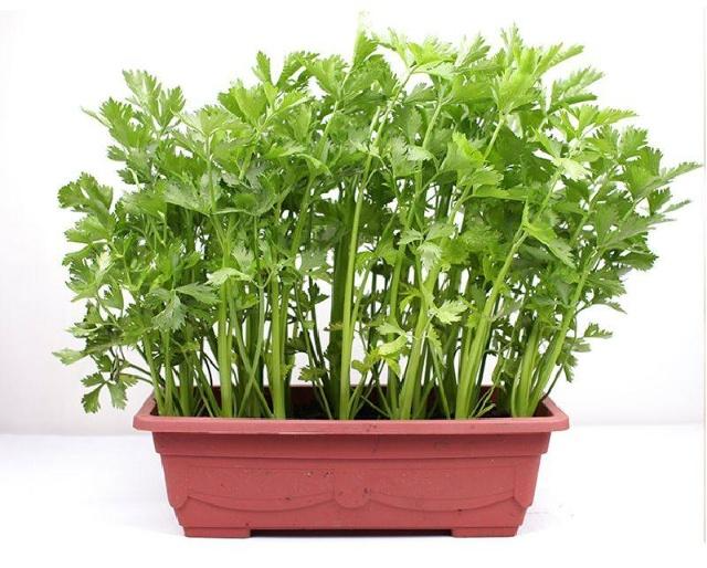 u=2673510221,3594479962&fm=173&app=49&f=JPEG.png u=2673510221,3594479962&fm=173&app=49&f=JPEG.png