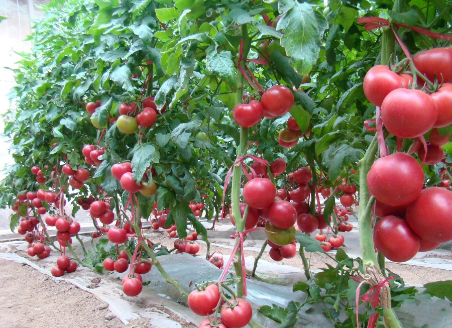 v2-8b33244e2ddcae5cd9f8a8ca319c2847_r.png v2-8b33244e2ddcae5cd9f8a8ca319c2847_r.png