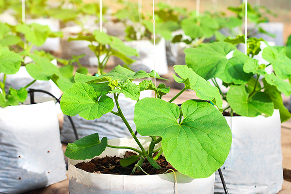 05基質(zhì)袋無(wú)土栽培4.jpg 05基質(zhì)袋無(wú)土栽培4.jpg