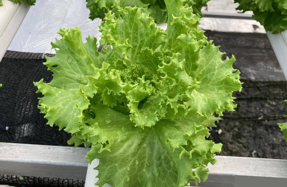 0ff459bc5f3b4ae2adeaf730255f6163.png 0ff459bc5f3b4ae2adeaf730255f6163.png