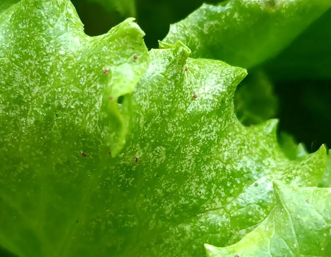 QQ圖片20240611100605.png QQ圖片20240611100605.png