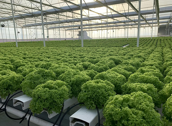 夏季水培葉菜生產(chǎn)管理要點(diǎn)
